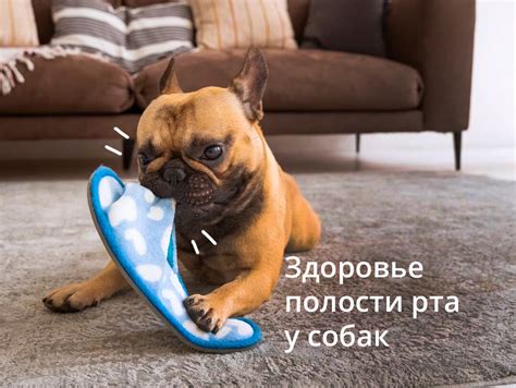 Влияние темных образований в полости рта на состояние здоровья у вашего питомца