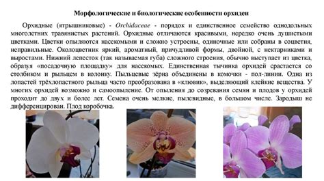 Влияние температурного режима и освещения на процесс окраски помидоров