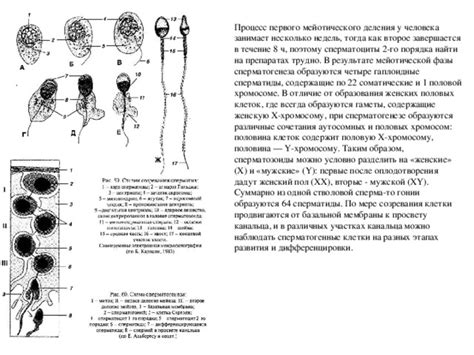 Влияние тироксина на половую функцию и процесс сперматогенеза у мужчин