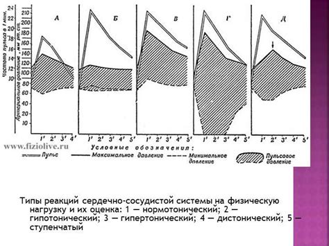 Влияние уровня гемоглобина на физическую форму и функции организма