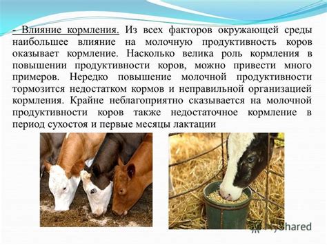 Влияние условий окружающей среды на показатели продуктивности куриного поголовья