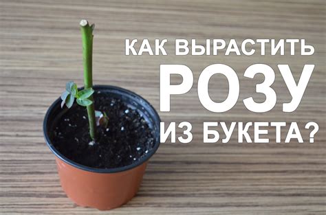 Влияние условий содержания на состояние розы в домашних условиях