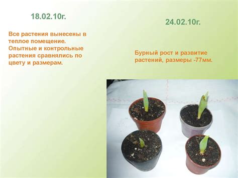 Влияние факторов на момент посадки растений ароматной луковичной культуры