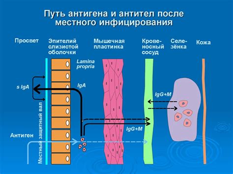 Влияние фолиевой кислоты на функционирование иммунной системы в возрасте 1 год