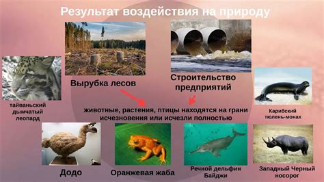 Влияние человека на живую оболочку планеты