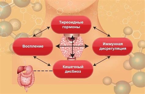 Влияние щитовидной железы на функцию репродуктивной системы