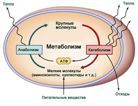 Влияние эмоционального состояния на метаболизм