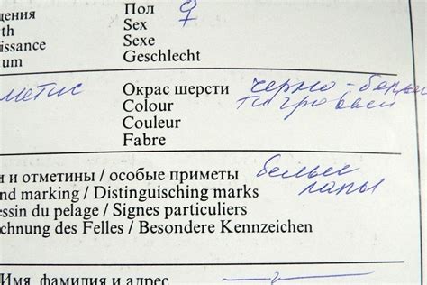 Вместе с хозяевами – первые шаги в питомцевой жизни