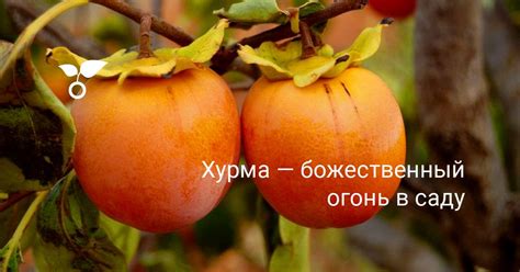 Внешний облик зрелой хурмы