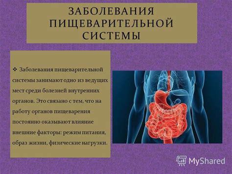 Воздействие мела на работу пищеварительной системы