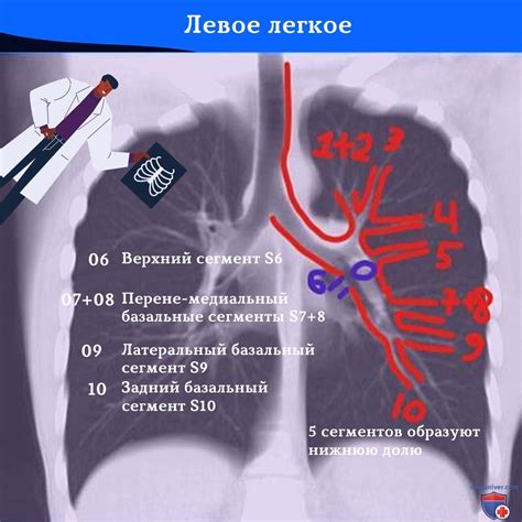 Воздействие положения "голова вниз" на работу легких