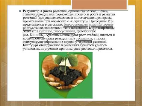 Воздействие раствора с применением дрожжей на процессы роста и развития цветочных растений