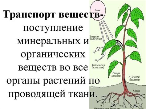 Воздействие ролевой янтарной кислоты на обмен веществ в растениях