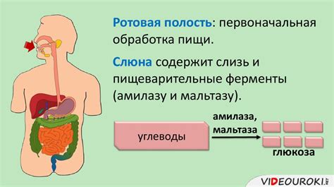 Возможное ухудшение пищеварения и неправильное всасывание питательных веществ