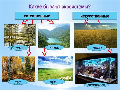 Возможности применения устройства "Кошачий крюк" в искусственной среде замкнутого экосистемы