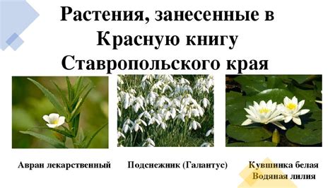 Возможности расширить выбор растений для разнообразия подоконного края