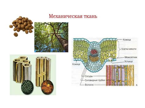 Возможности формирования тканей и органов у растительных и животных организмов