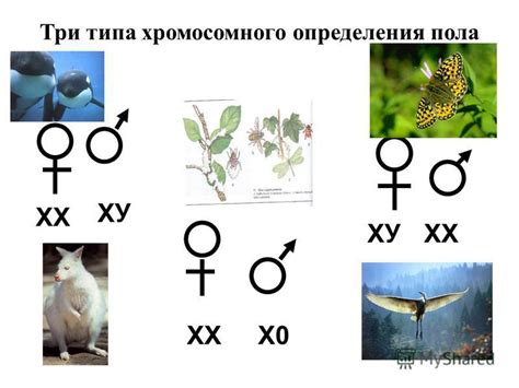 Возможность разведения и уход за потомством