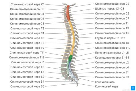 Возможные осложнения при сжатии ишемического спинного нерва и способы их предотвращения