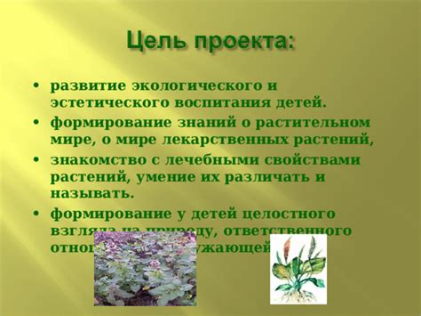 Восстановление жизнерадостности и эстетического очарования фолиантов растений