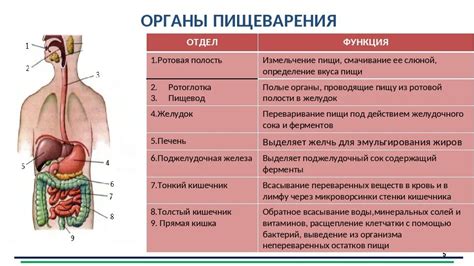 Восстановление пищеварительной функции