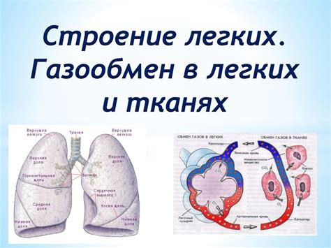 Восстановление функции легких и сердца