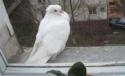 Вред, наносимый голубями при стуке в окно