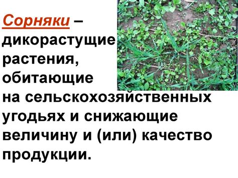Вред, причиняемый трескающимся деревьям
