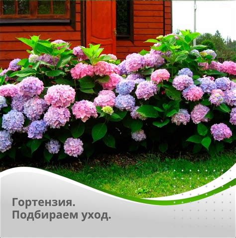 Вредные аспекты неправильного уровня кислотности почвы для гортензий