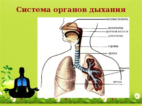 Вред для дыхательной системы