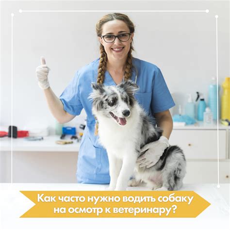 Время для вызова ветеринара: когда укус осой требует профессиональной помощи
