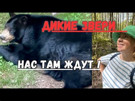 Встреча с дикой природой: создание увлекательных видеороликов без участия людей