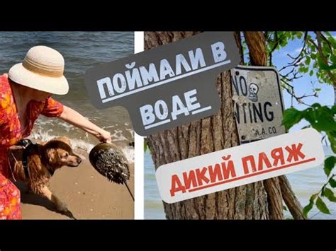 Встреча с иными существами: доброжелательные и враждебные