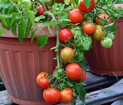 Выбери наилучшие сорта помидоров для сохранения яркого вкуса лета во время зимы