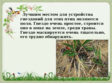 Выбор безопасных и эффективных средств для устранения гнездовий