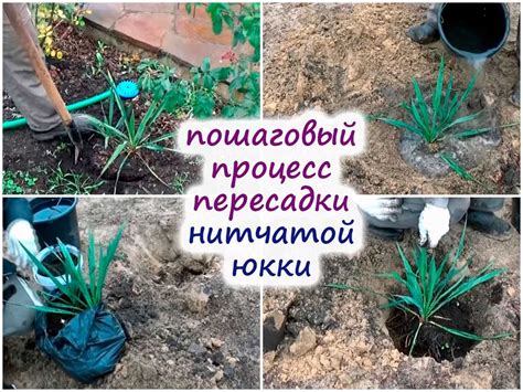 Выбор горшка и подходящей почвы для ухода за крокусами