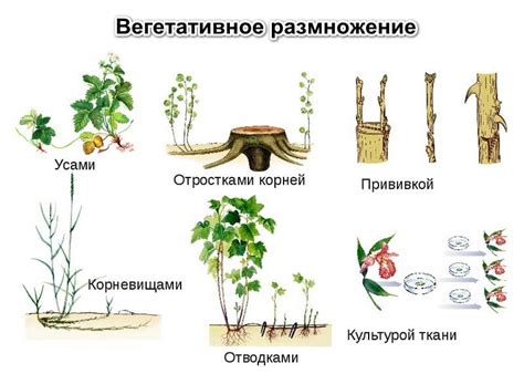 Выбор и подготовка материала для размножения