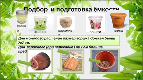 Выбор и подготовка молодого растения