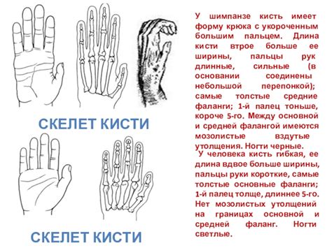 Выбор кисти и вариация ее ширины