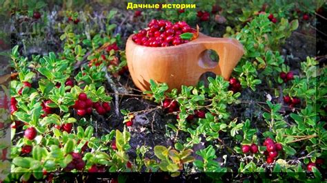 Выбор локации для посадки клюквы: условия и требования