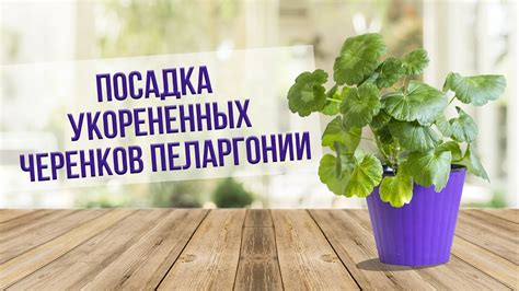 Выбор наилучшего места для посадки успешно укорененных черенков