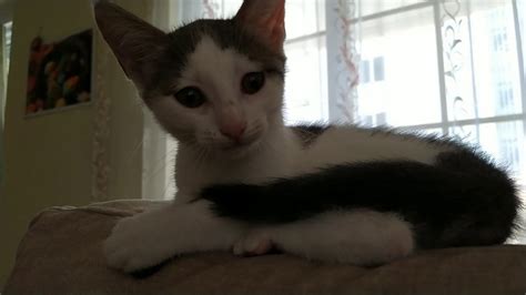 Выбор первого набора необходимых предметов для маленького котенка