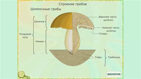 Выбор подходящего местоположения для культивации гриба шампиньона