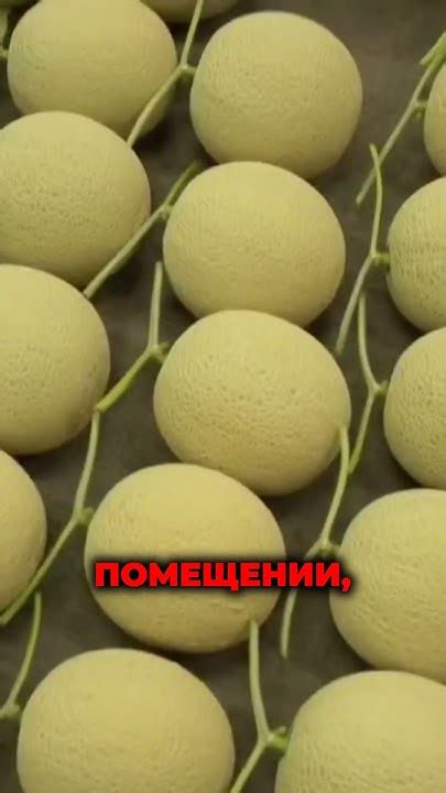 Выбор подходящей дыни для удачного хранения: секреты и рекомендации