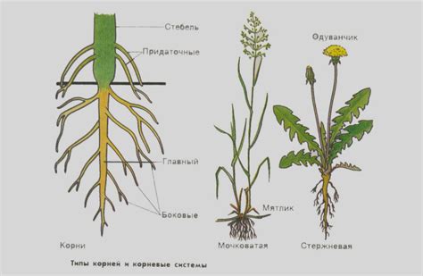Выбор размера горшка и особенности корневой системы