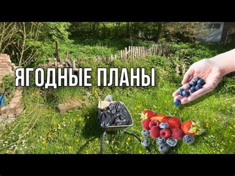 Выбор сорта ягод для садового участка: ключевые параметры для рассмотрения