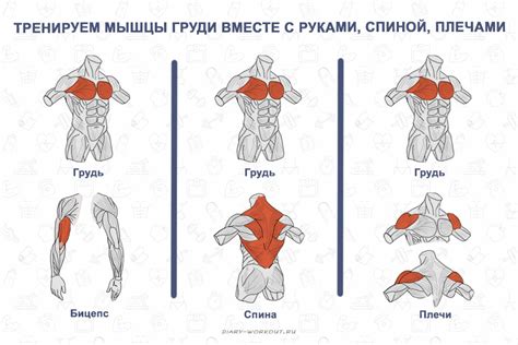 Выбор упражнений и группировка мышц: индивидуальный подход к тренировке