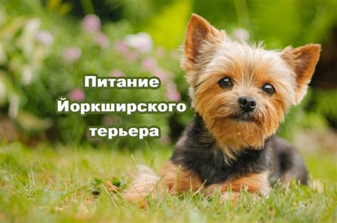 Выбор ёршского терьера: рекомендации при выборе породы и маленькой собаки