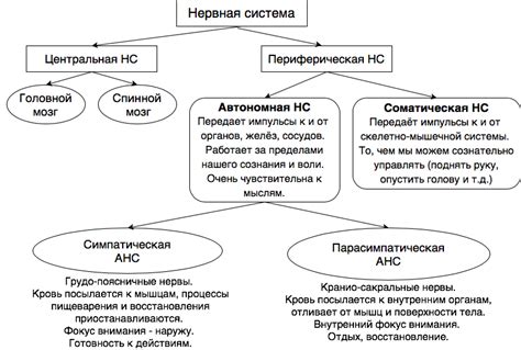 Выделение и контроль сосудов и нервов