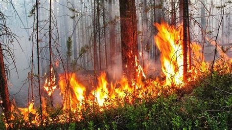 Высокая температура и засуха: источники воспламенения пожароопасного периода в лесах